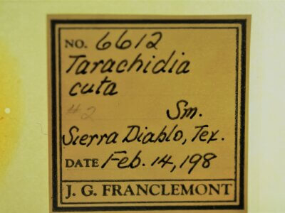 slide view of adult Ponometia cuta