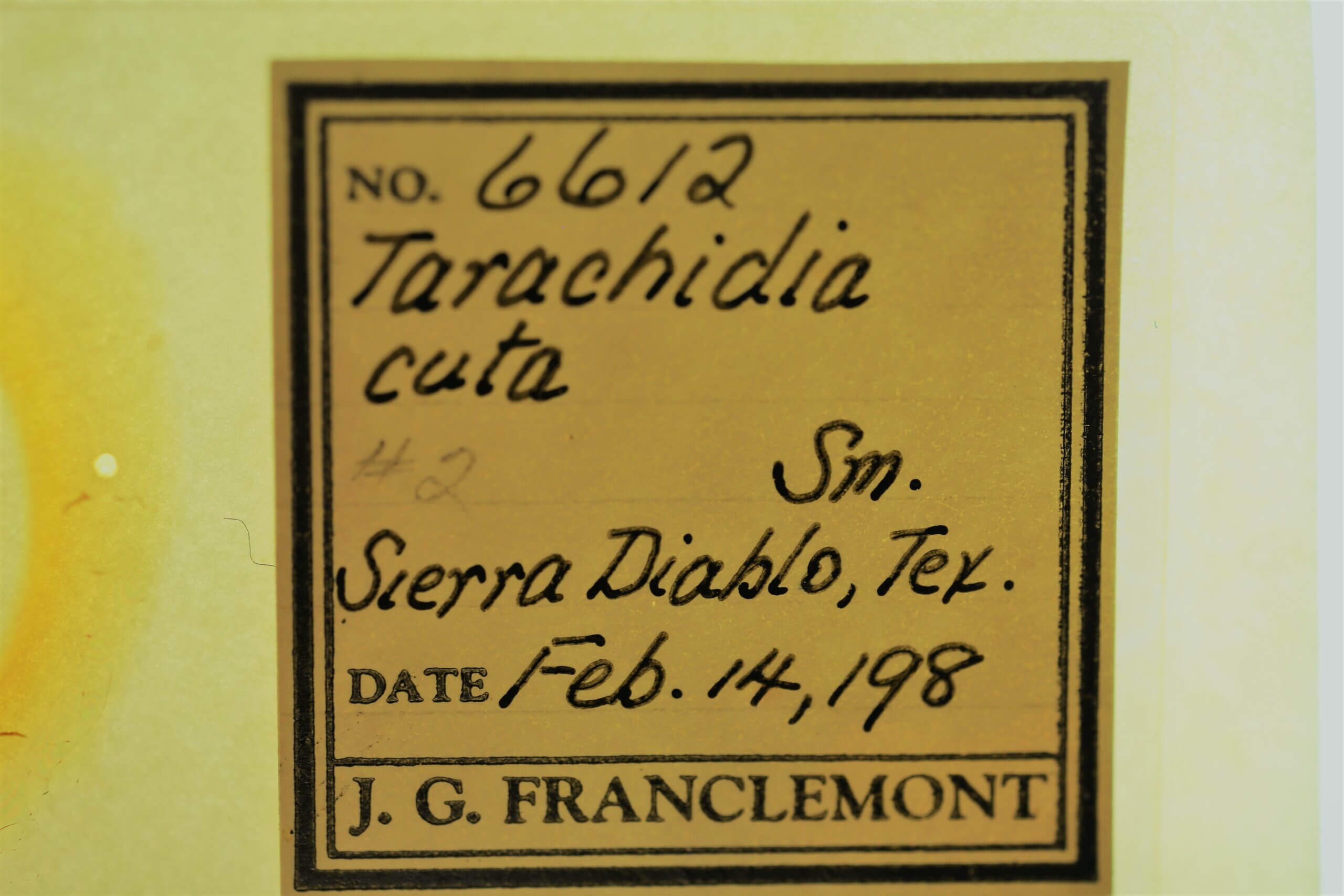 slide view of adult Ponometia cuta