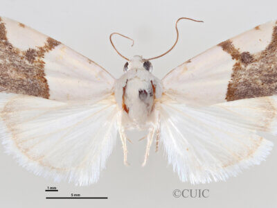 dorsal view of adult Ponometia cuta