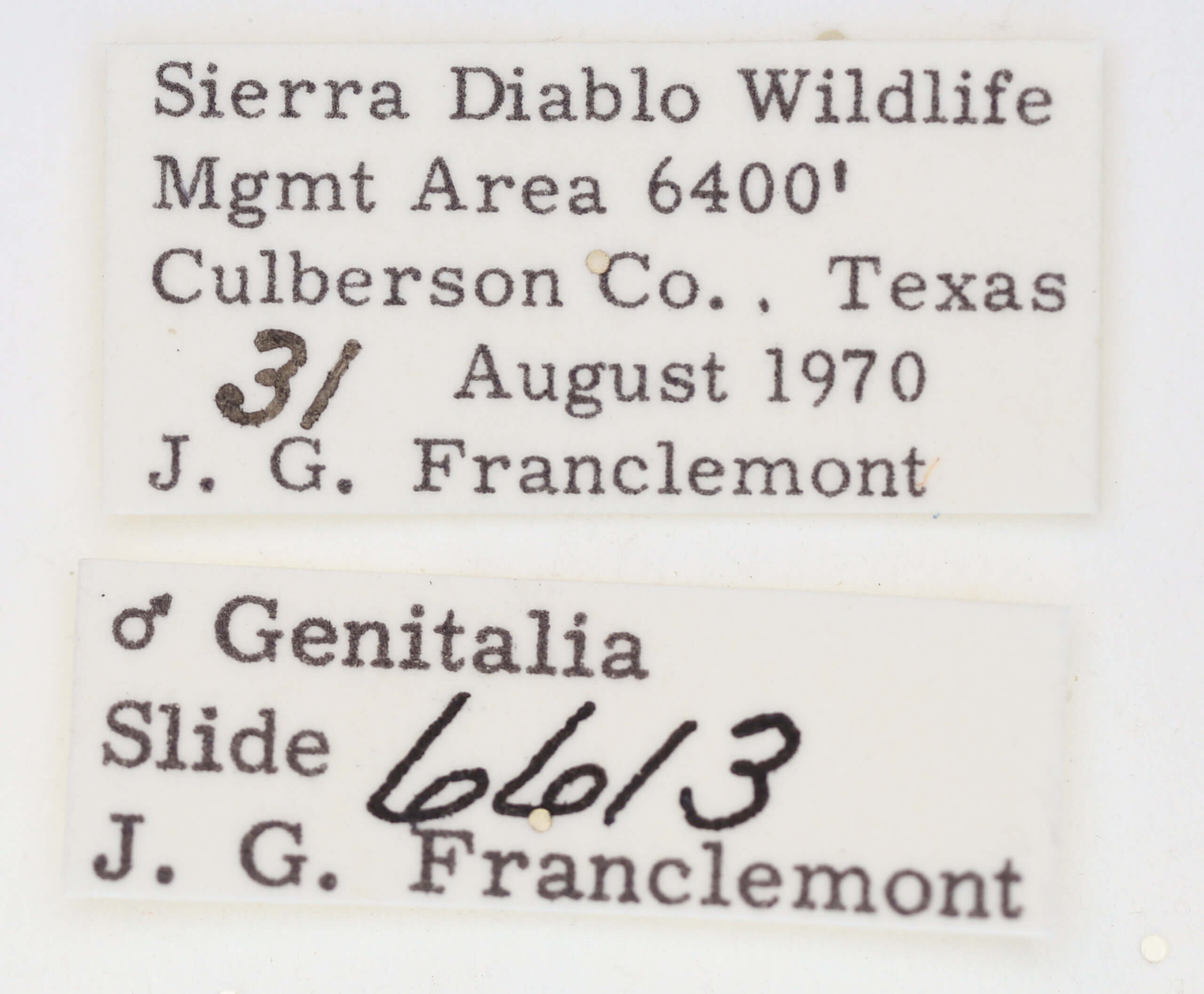 label view of adult Ponometia heonyx