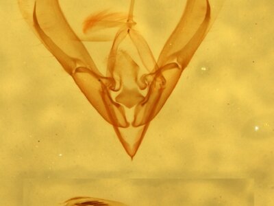 genitalia view of adult Ponometia heonyx