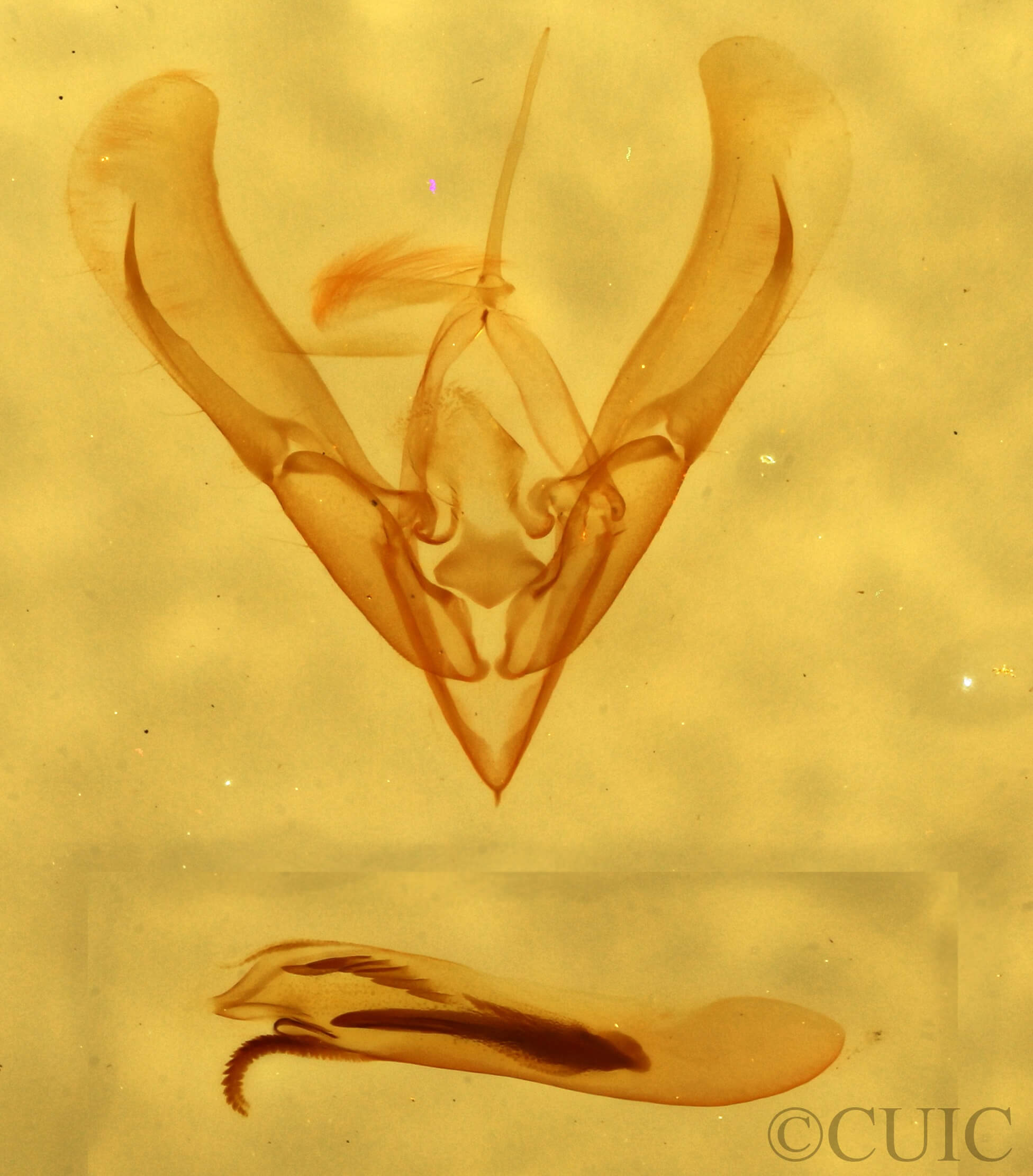 genitalia view of adult Ponometia heonyx