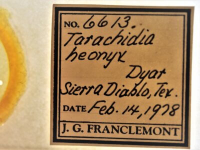 slide view of adult Ponometia heonyx