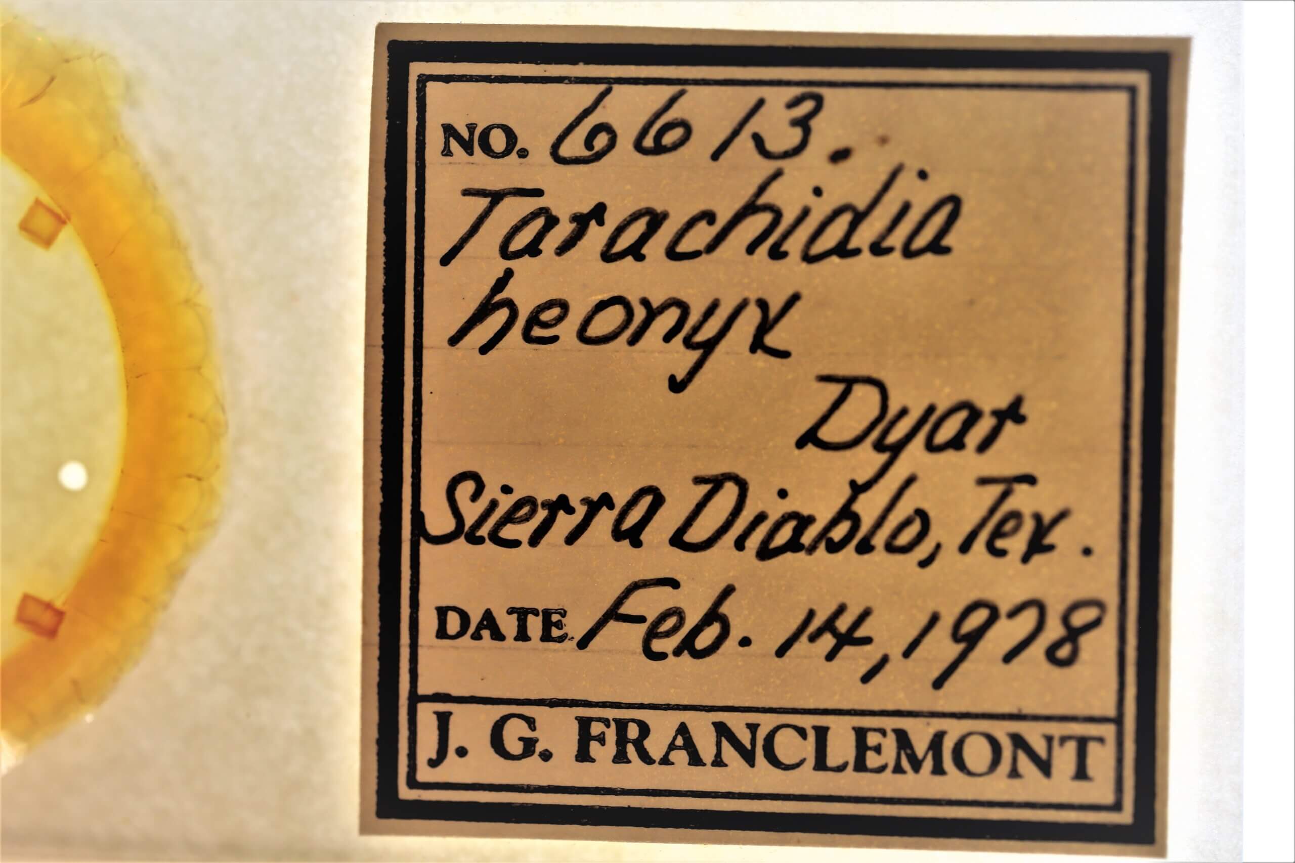 slide view of adult Ponometia heonyx