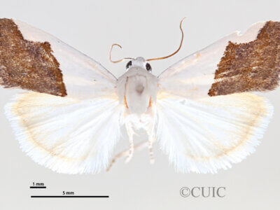dorsal view of adult Ponometia heonyx