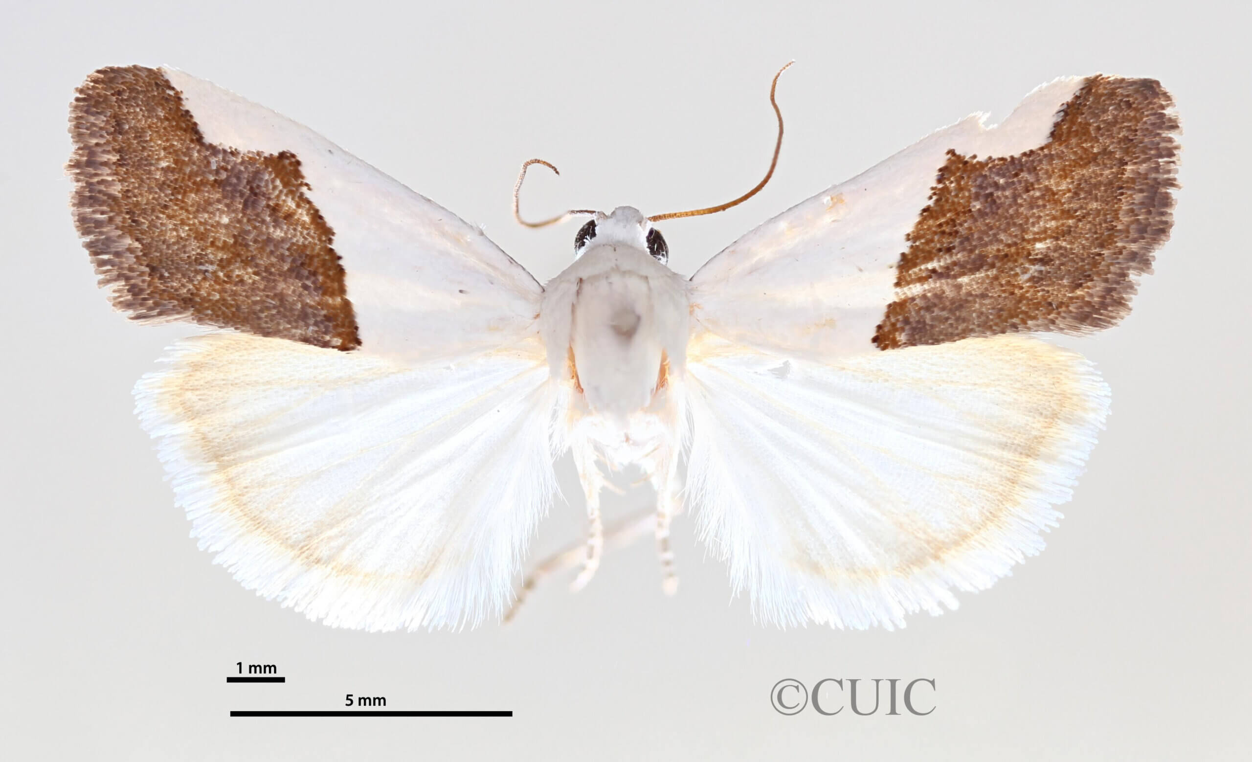 dorsal view of adult Ponometia heonyx