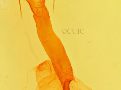 genitalia view of adult Lacinipolia implicata