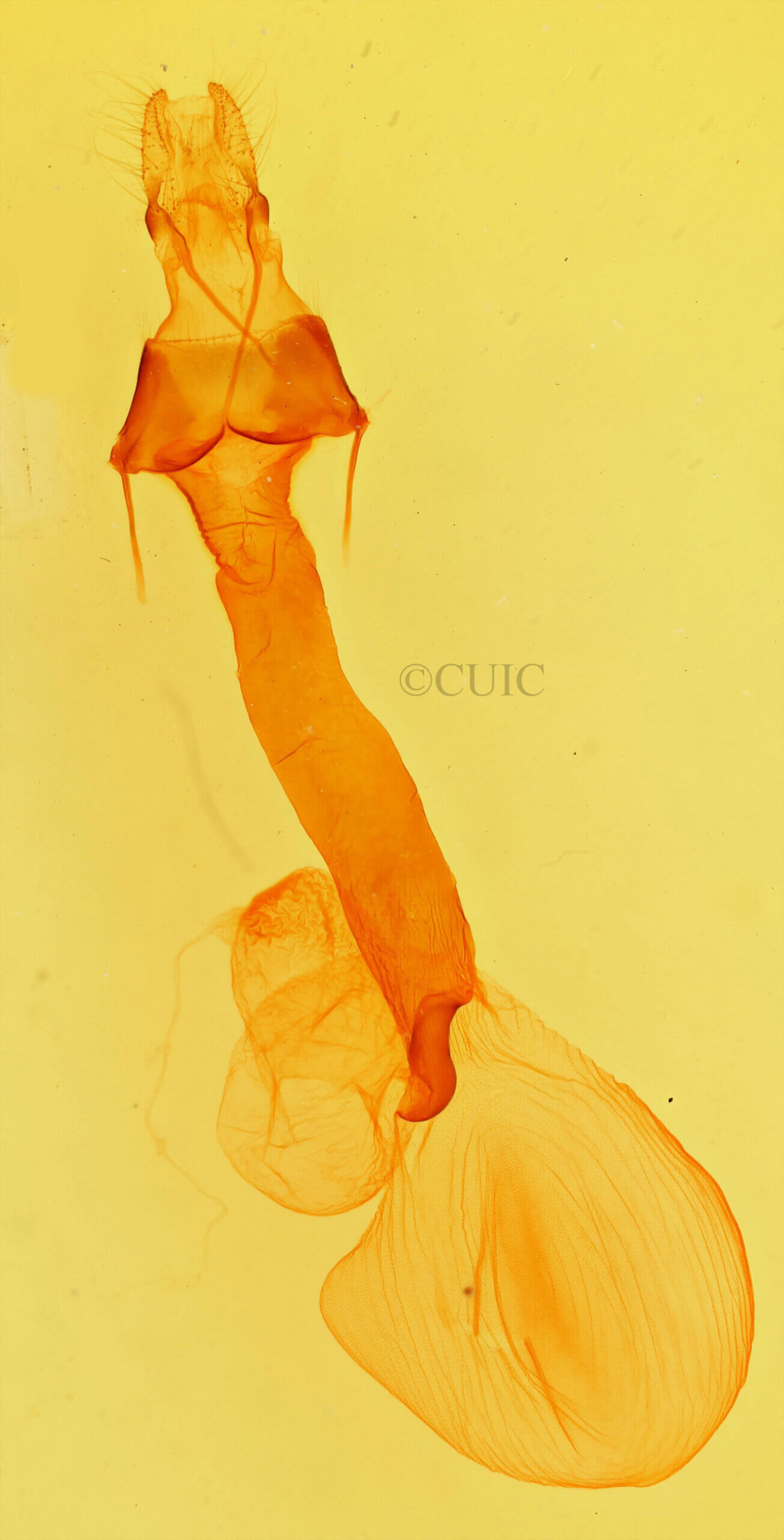 genitalia view of adult Lacinipolia implicata