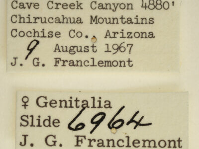 label view of adult Tarache areli