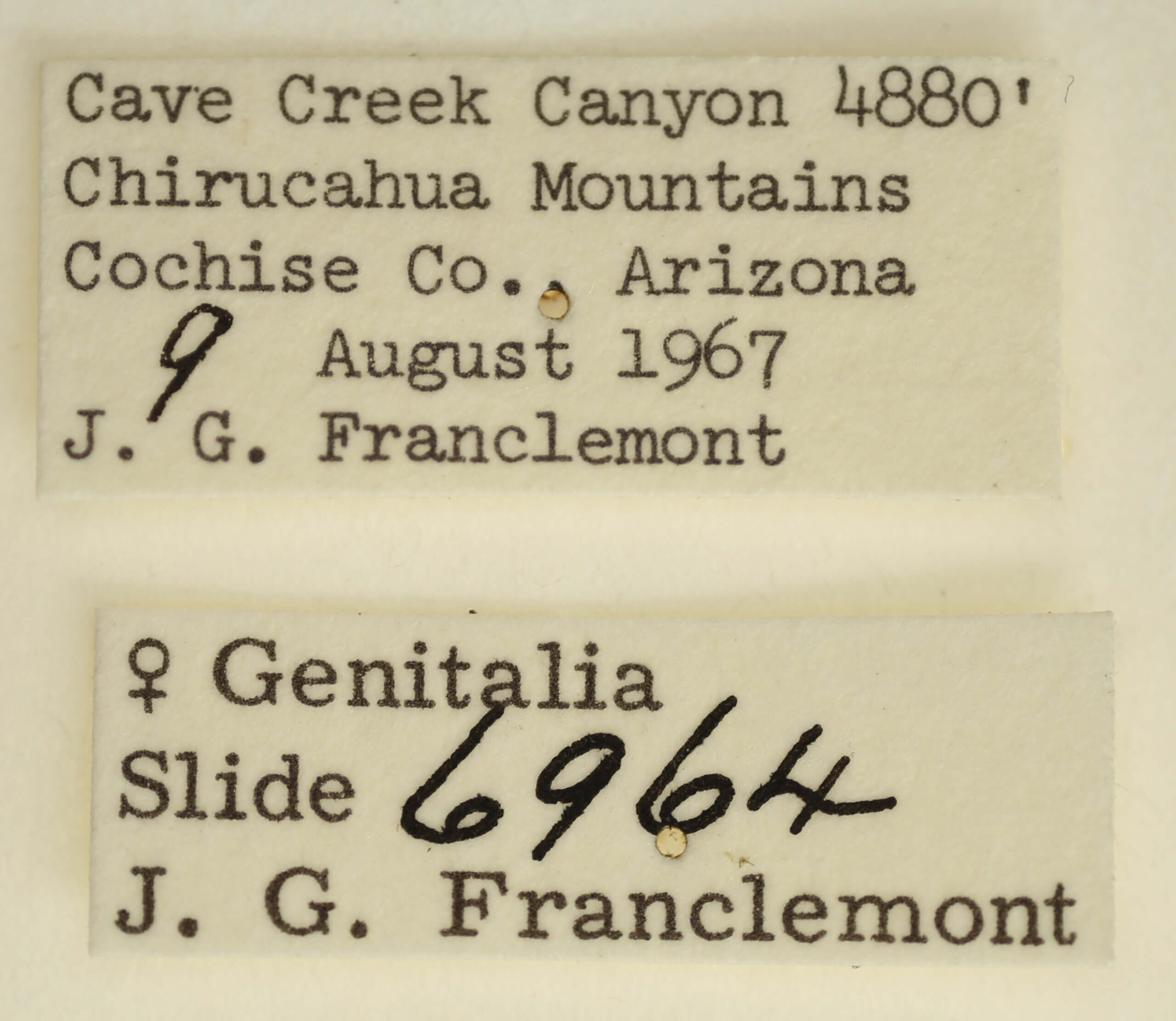 label view of adult Tarache areli