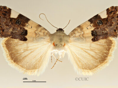 dorsal view of adult Tarache areli