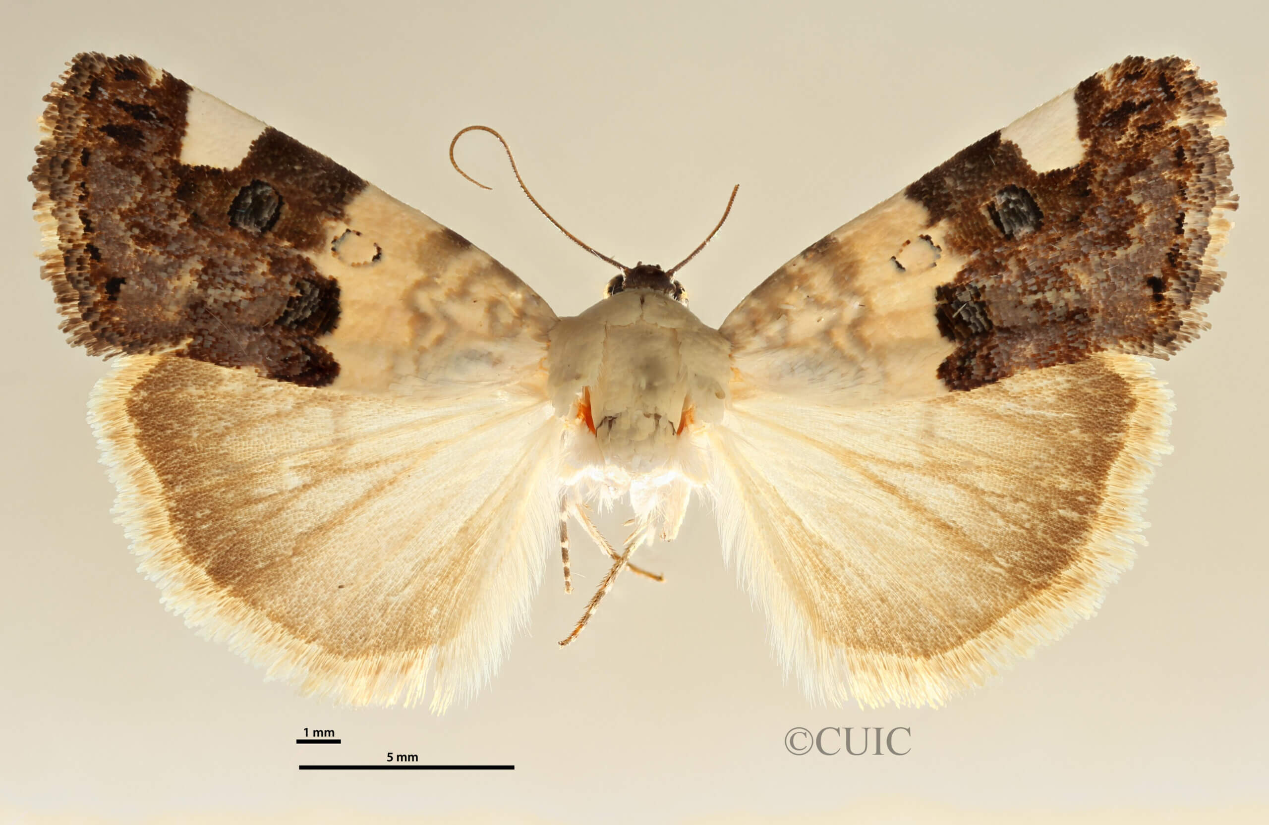 dorsal view of adult Tarache areli