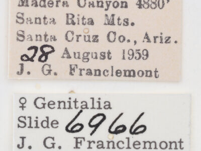 label view of adult Tarache geminoculaFerris & Laf, 2009