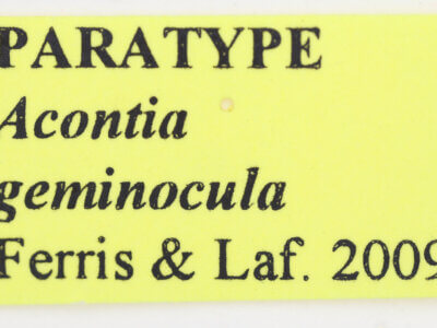 label view of adult Tarache geminoculaFerris & Laf, 2009