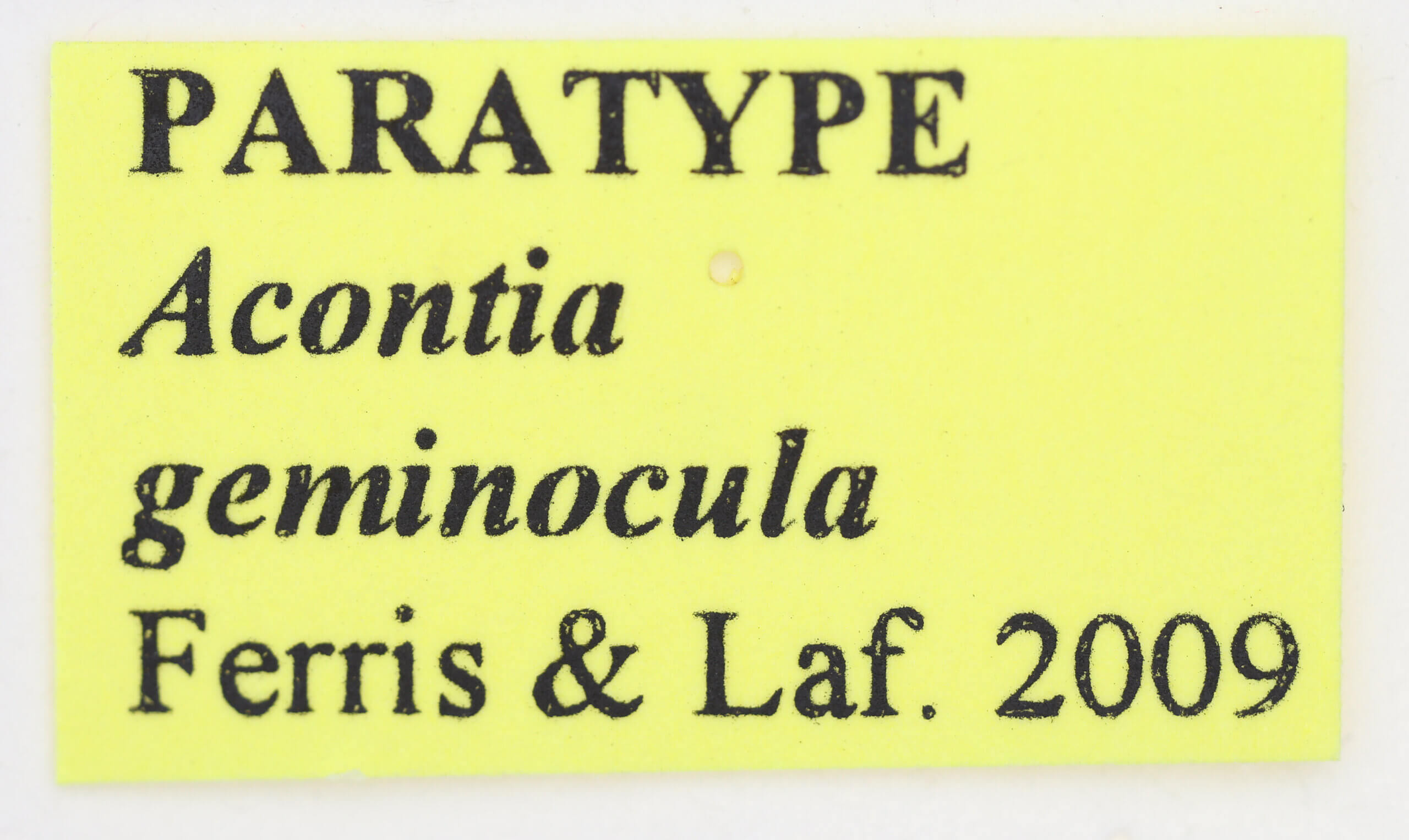 label view of adult Tarache geminoculaFerris & Laf, 2009