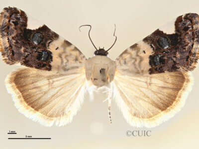 dorsal view of adult Tarache geminoculaFerris & Laf, 2009