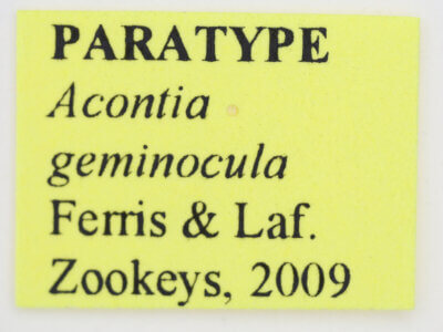 label view of adult Tarache geminoculaFerris & Laf, 2009