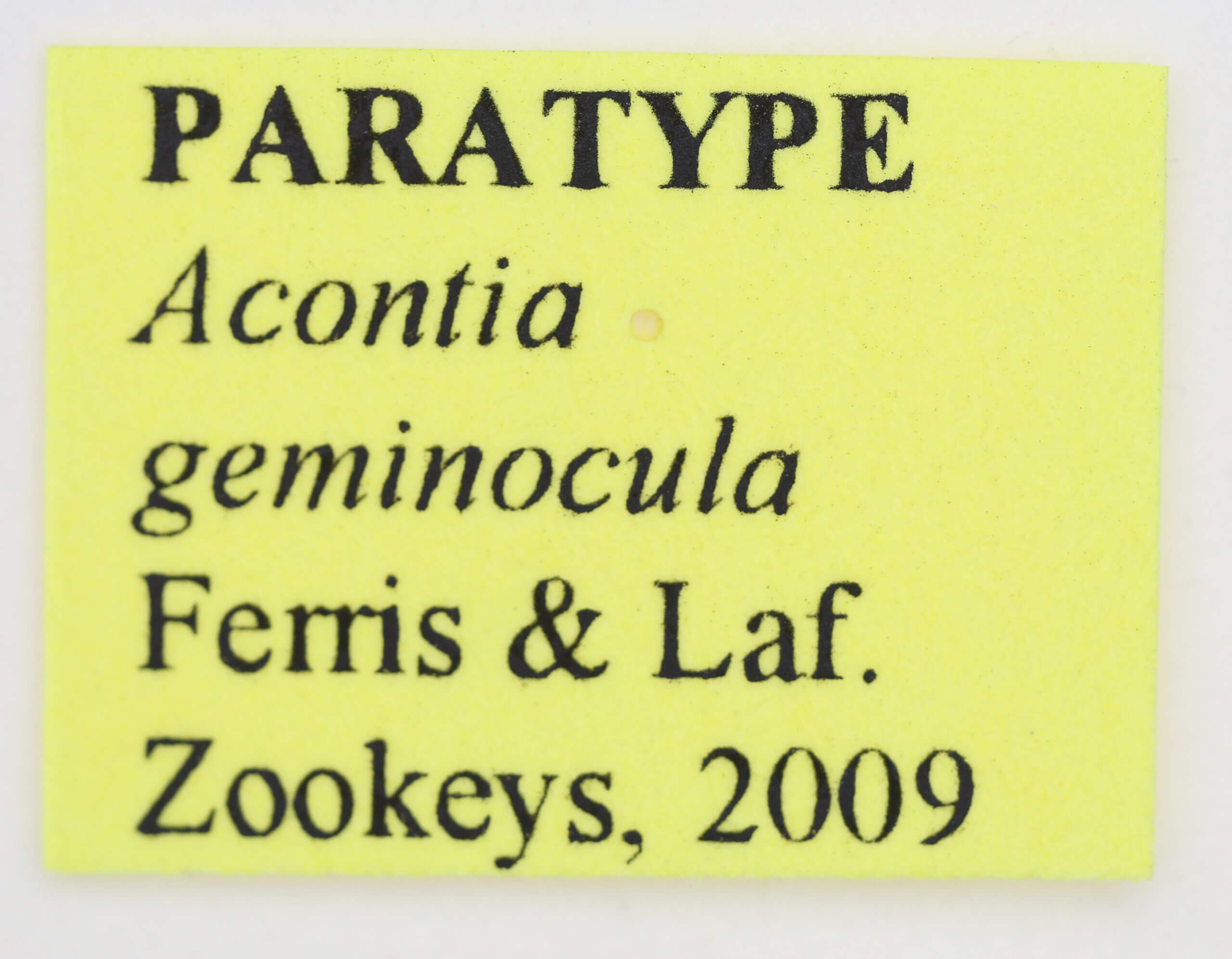 label view of adult Tarache geminoculaFerris & Laf, 2009