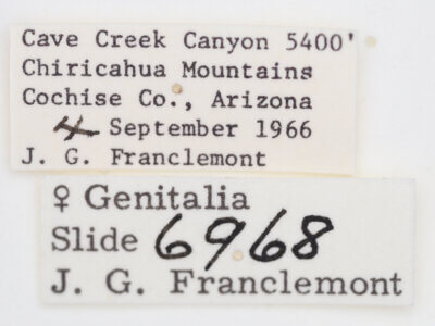 label view of adult Tarache geminoculaFerris & Laf, 2009