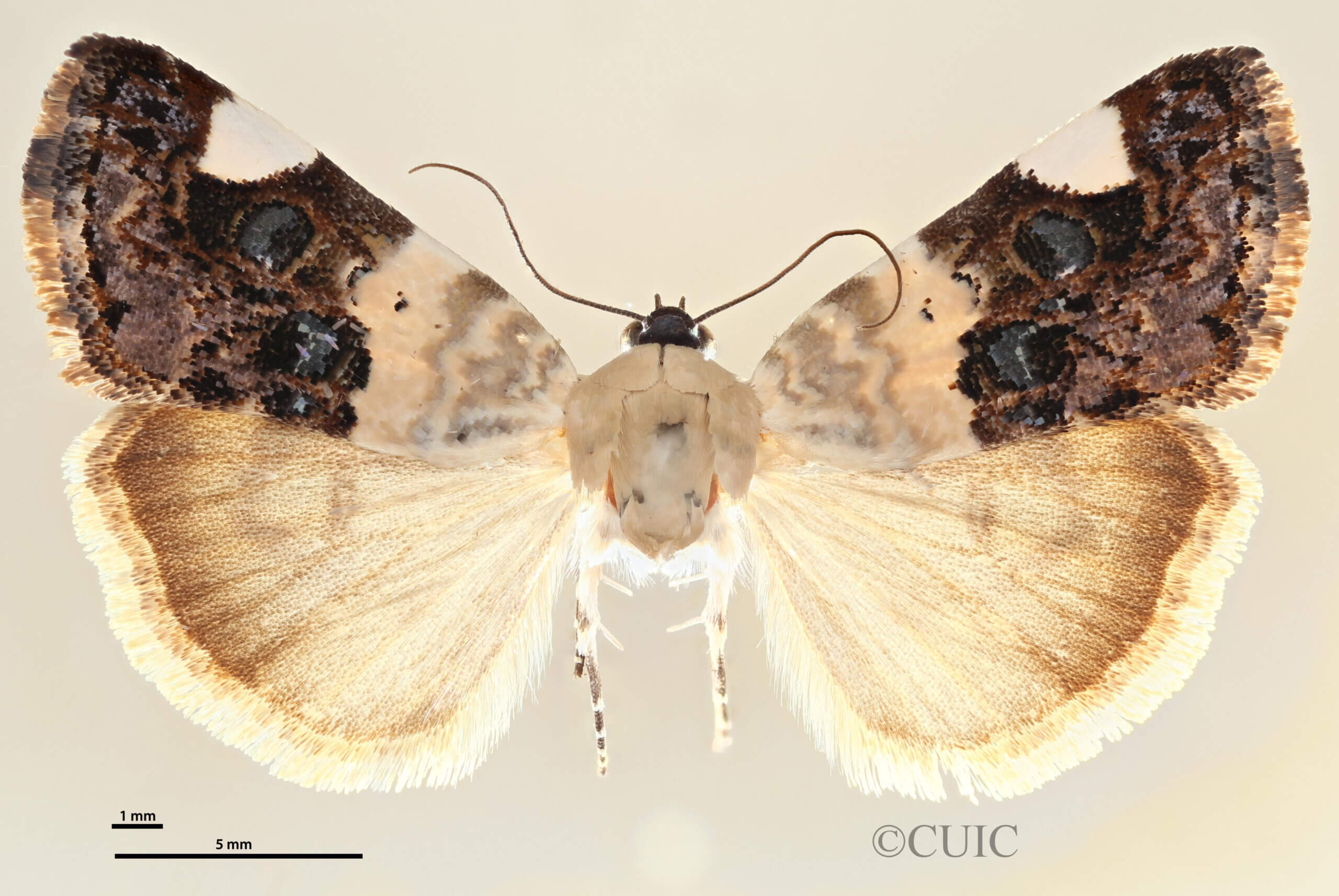 dorsal view of adult Tarache geminoculaFerris & Laf, 2009
