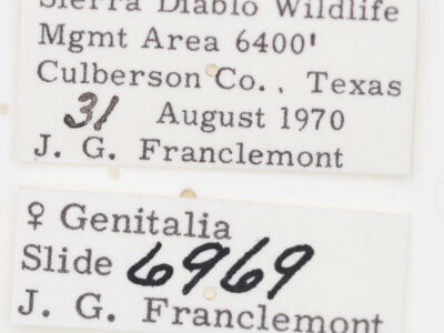 label view of adult Tarache areli