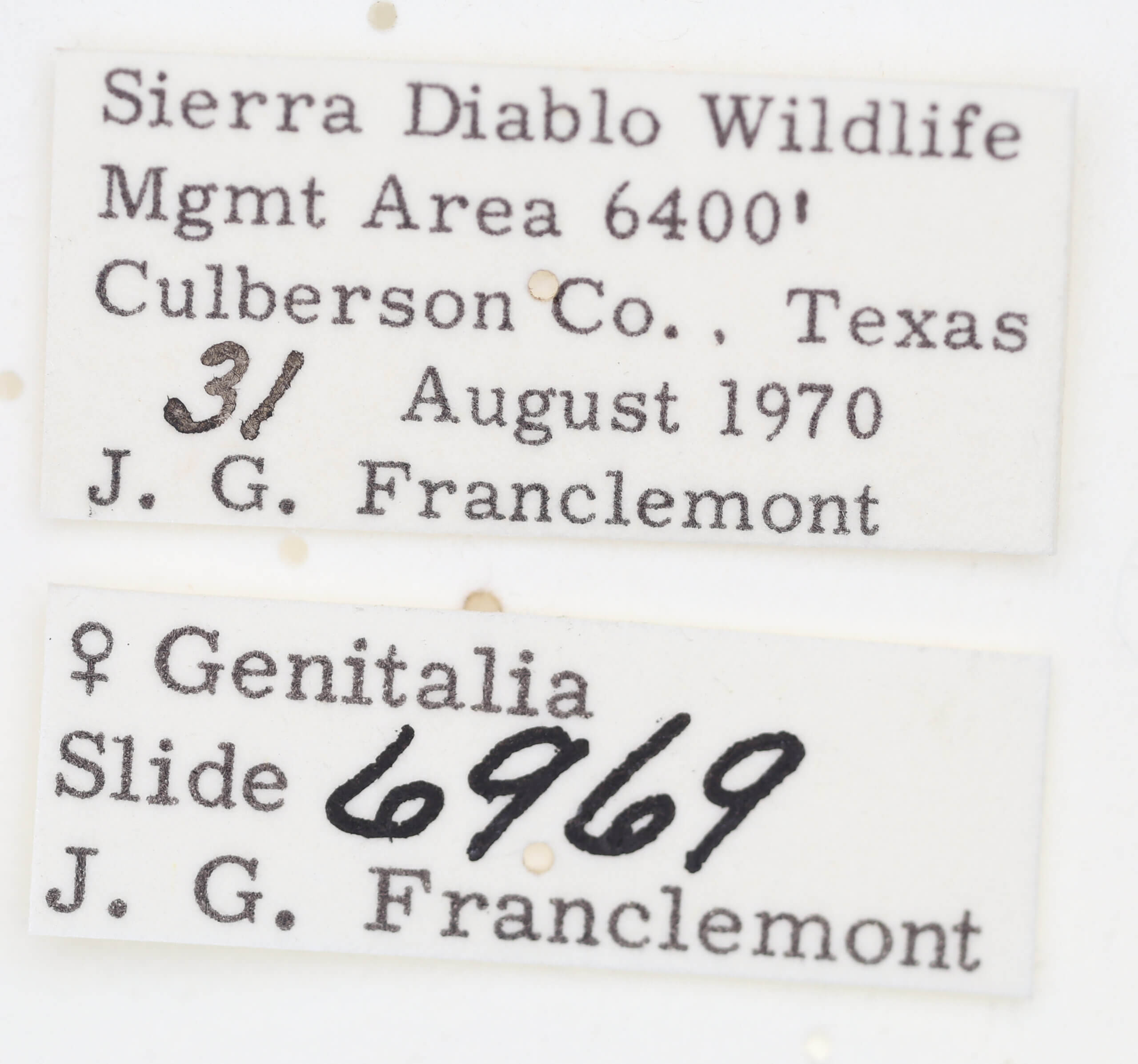 label view of adult Tarache areli