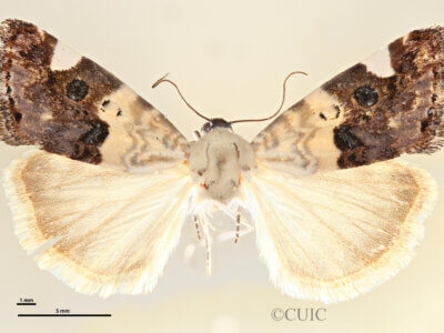 dorsal view of adult Tarache areli