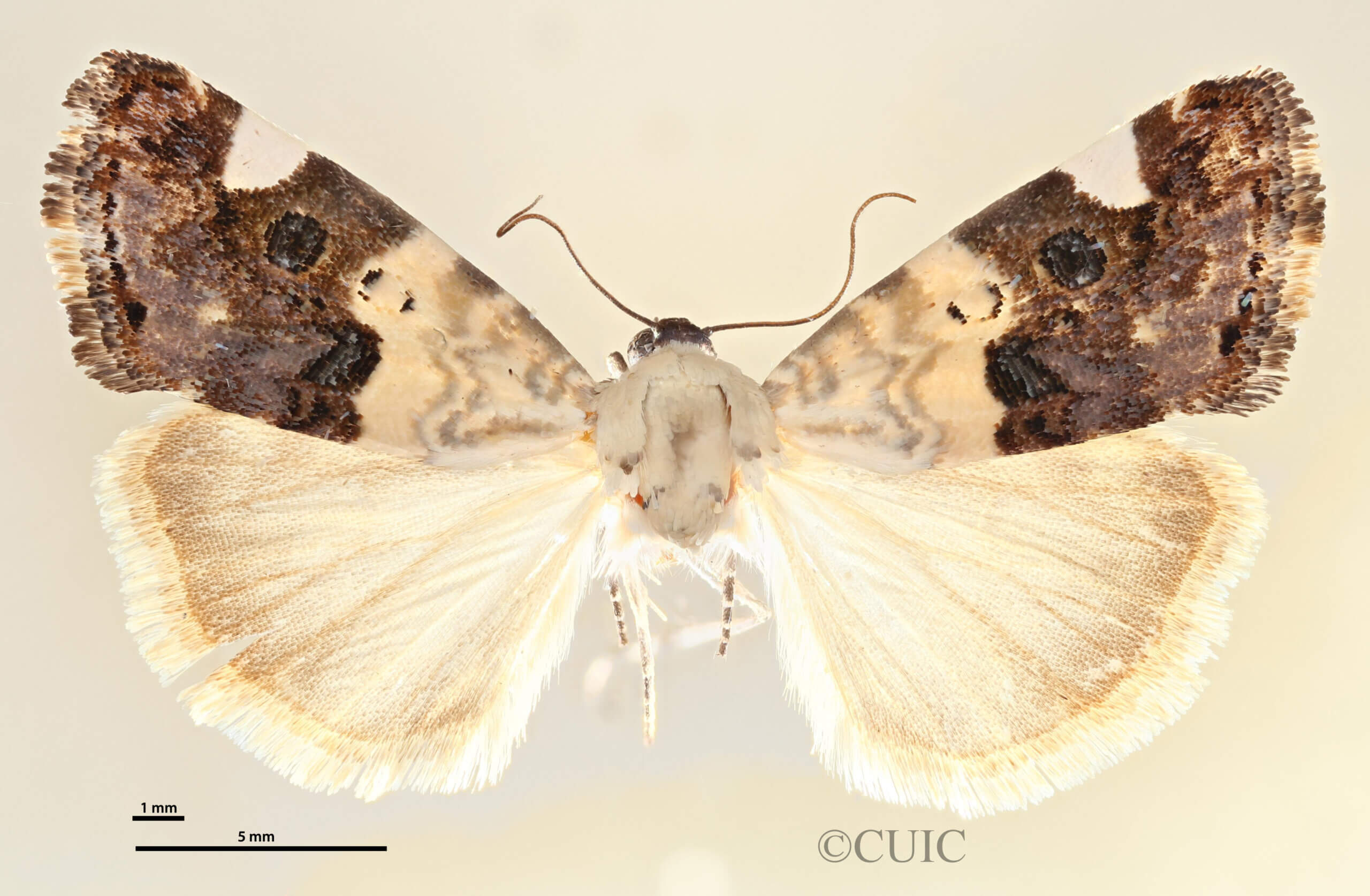 dorsal view of adult Tarache areli