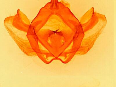 genitalia view of adult Gluphisia ruida n. sp.