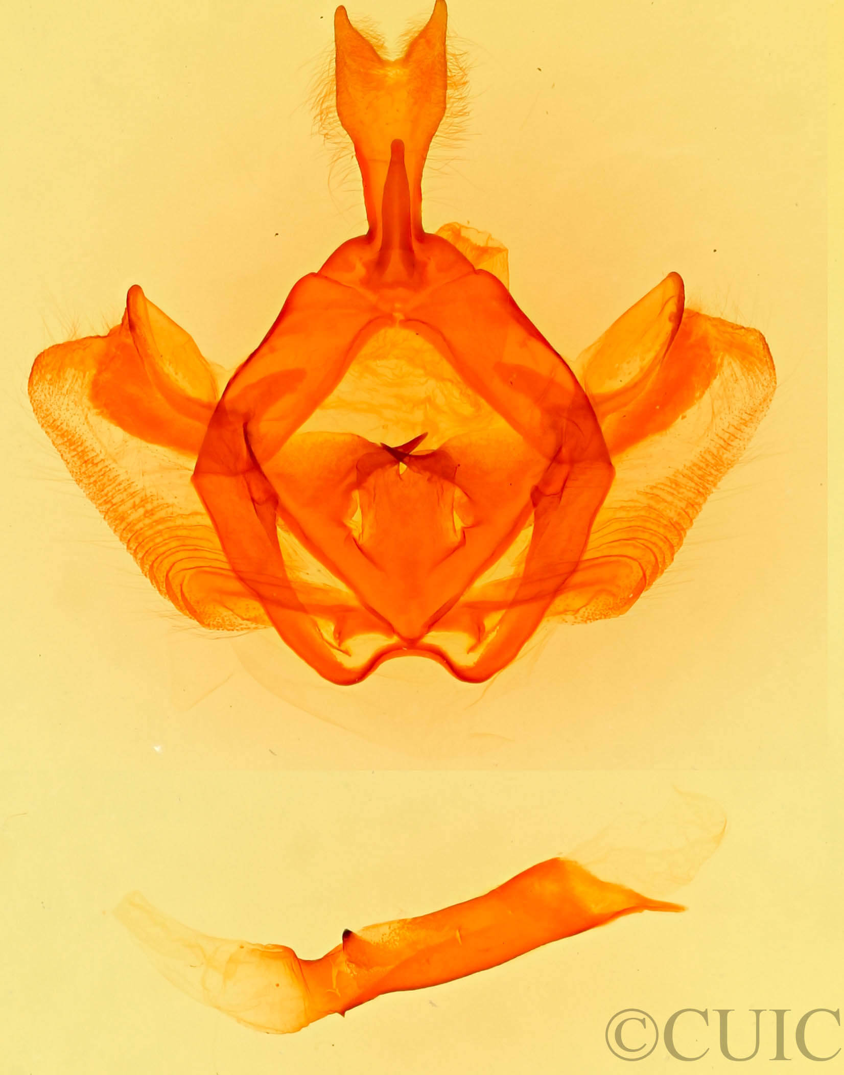genitalia view of adult Gluphisia ruida n. sp.