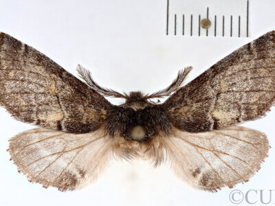 dorsal view of adult Gluphisia ruida n. sp.