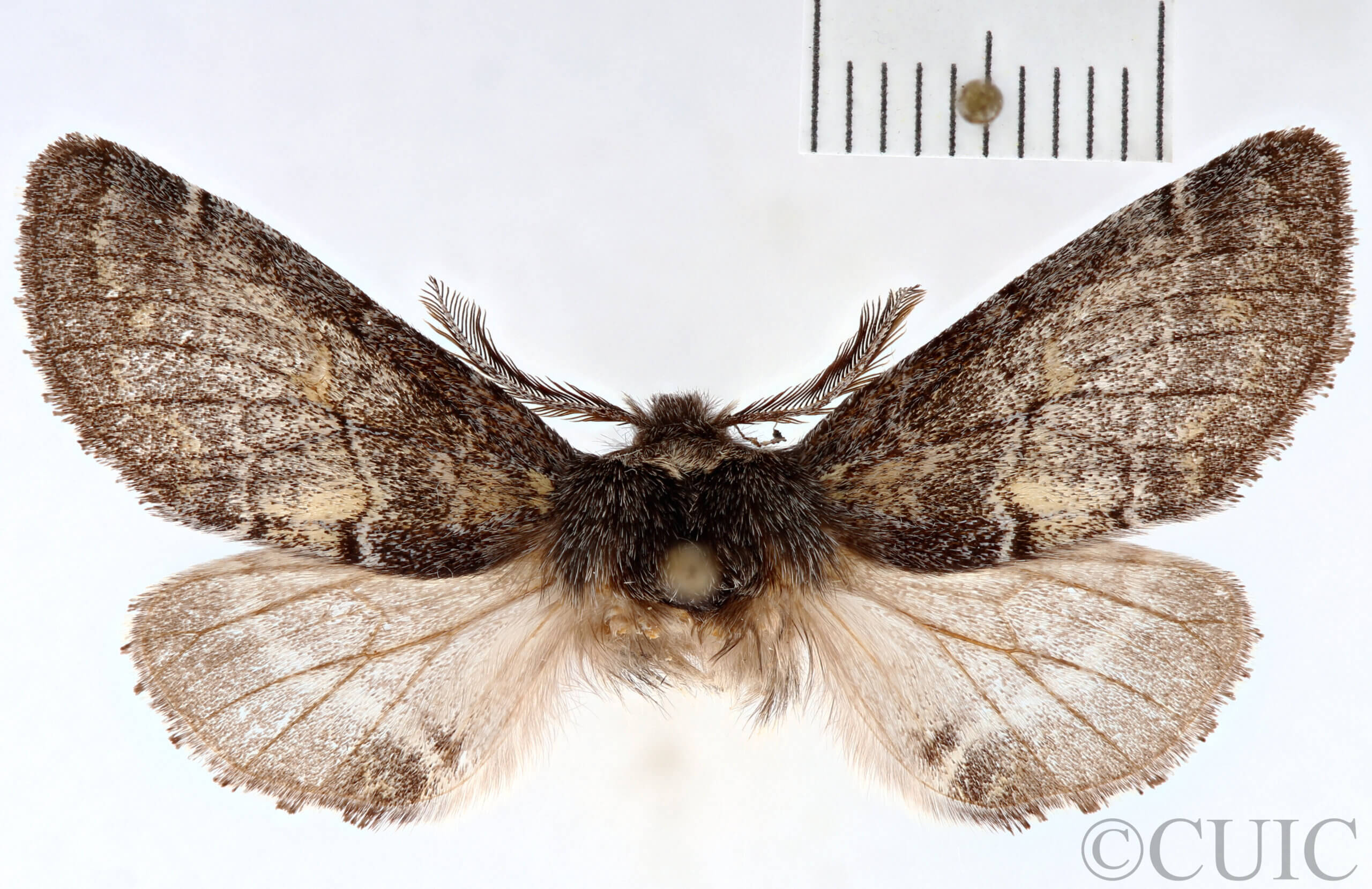 dorsal view of adult Gluphisia ruida n. sp.