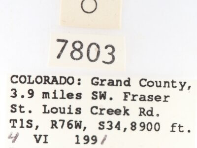 label view of adult Gluphisia ruida n. sp.