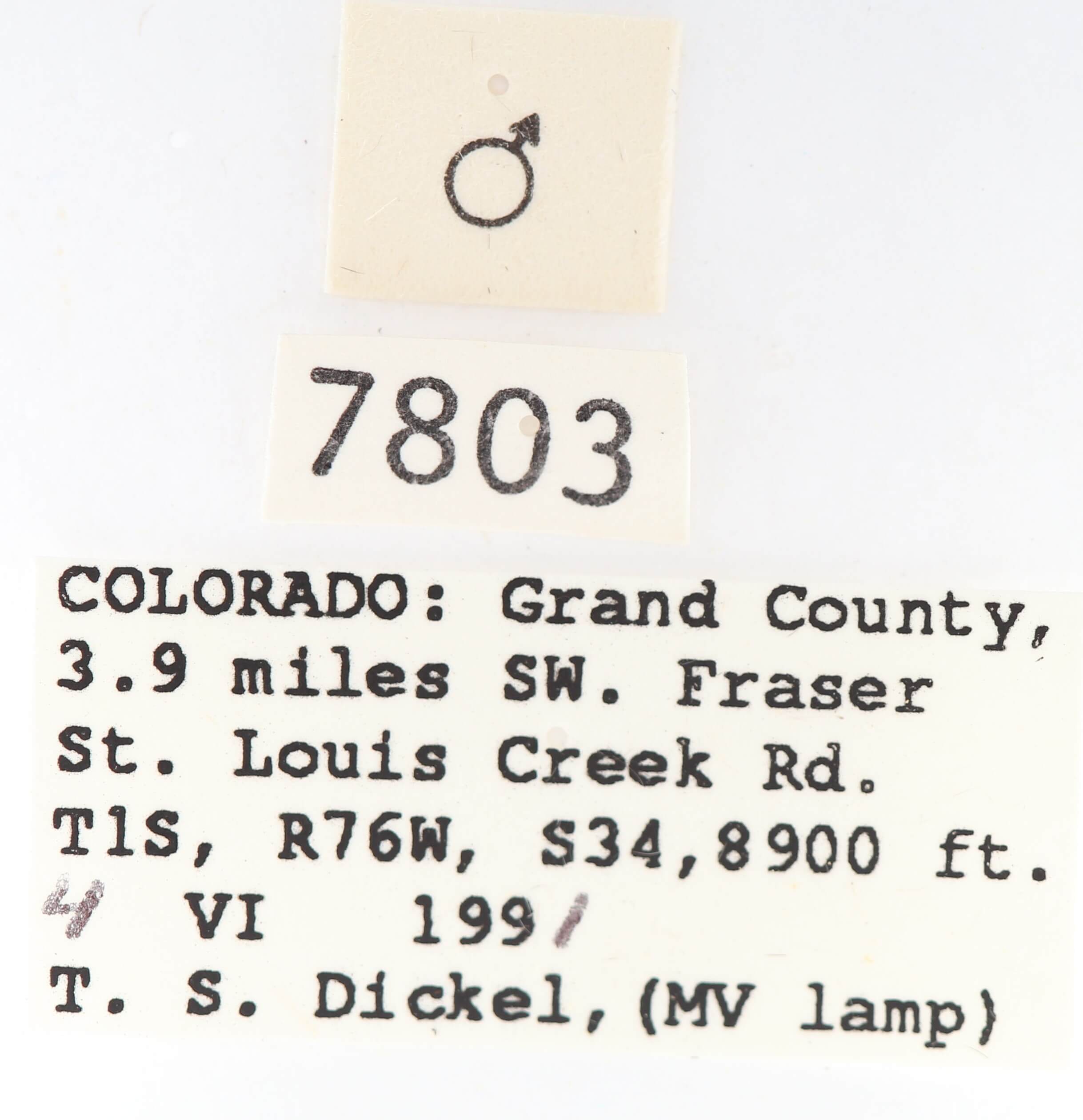 label view of adult Gluphisia ruida n. sp.
