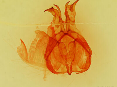 genitalia view of adult Hemiceras aroensis