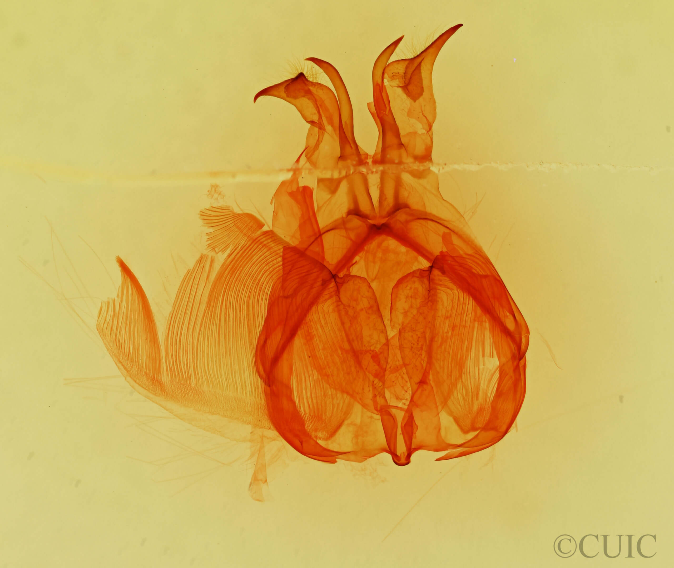 genitalia view of adult Hemiceras aroensis