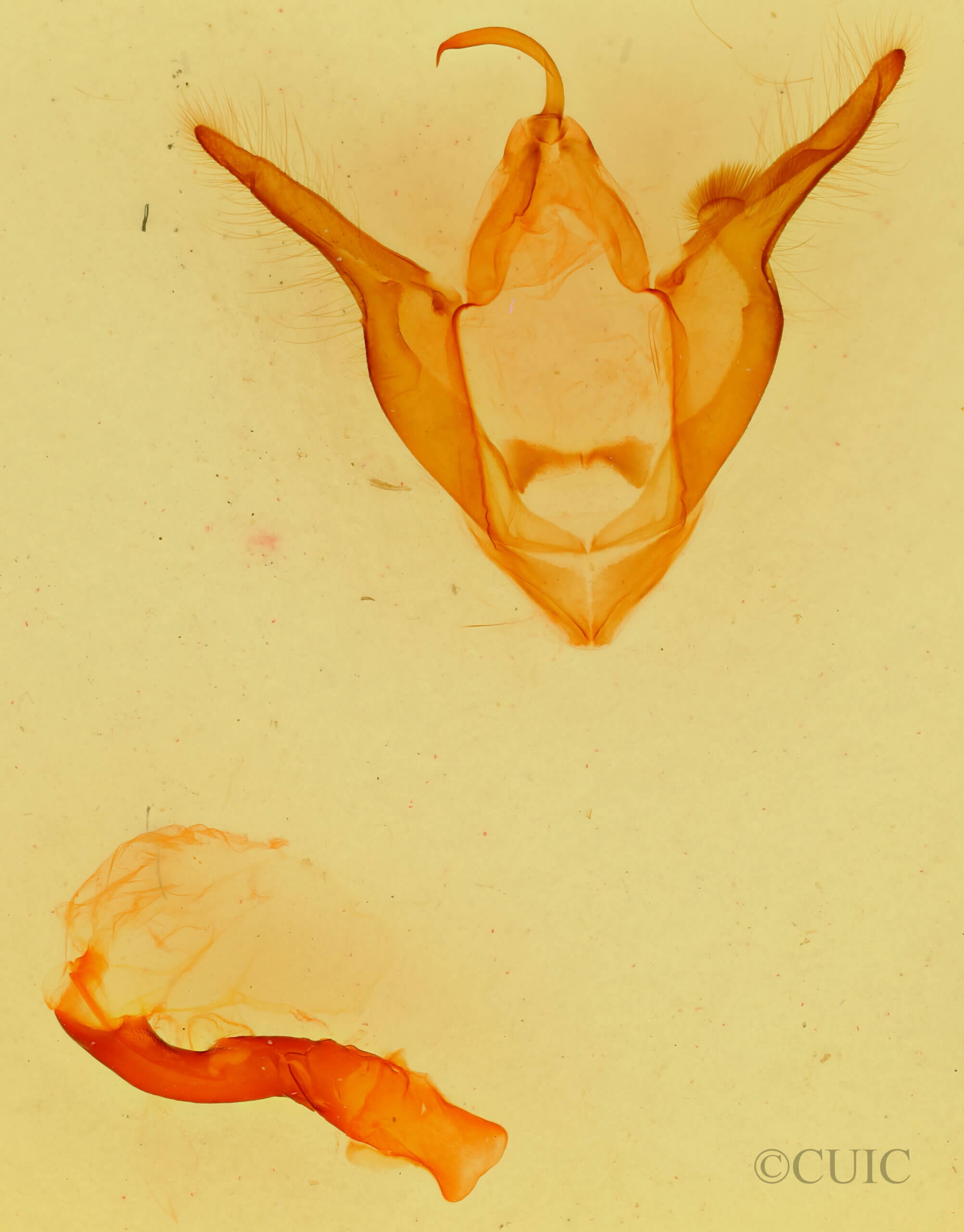 genitalia view of adult Zale rubiata