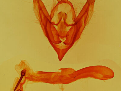 genitalia view of adult Anhimella contrahens conar