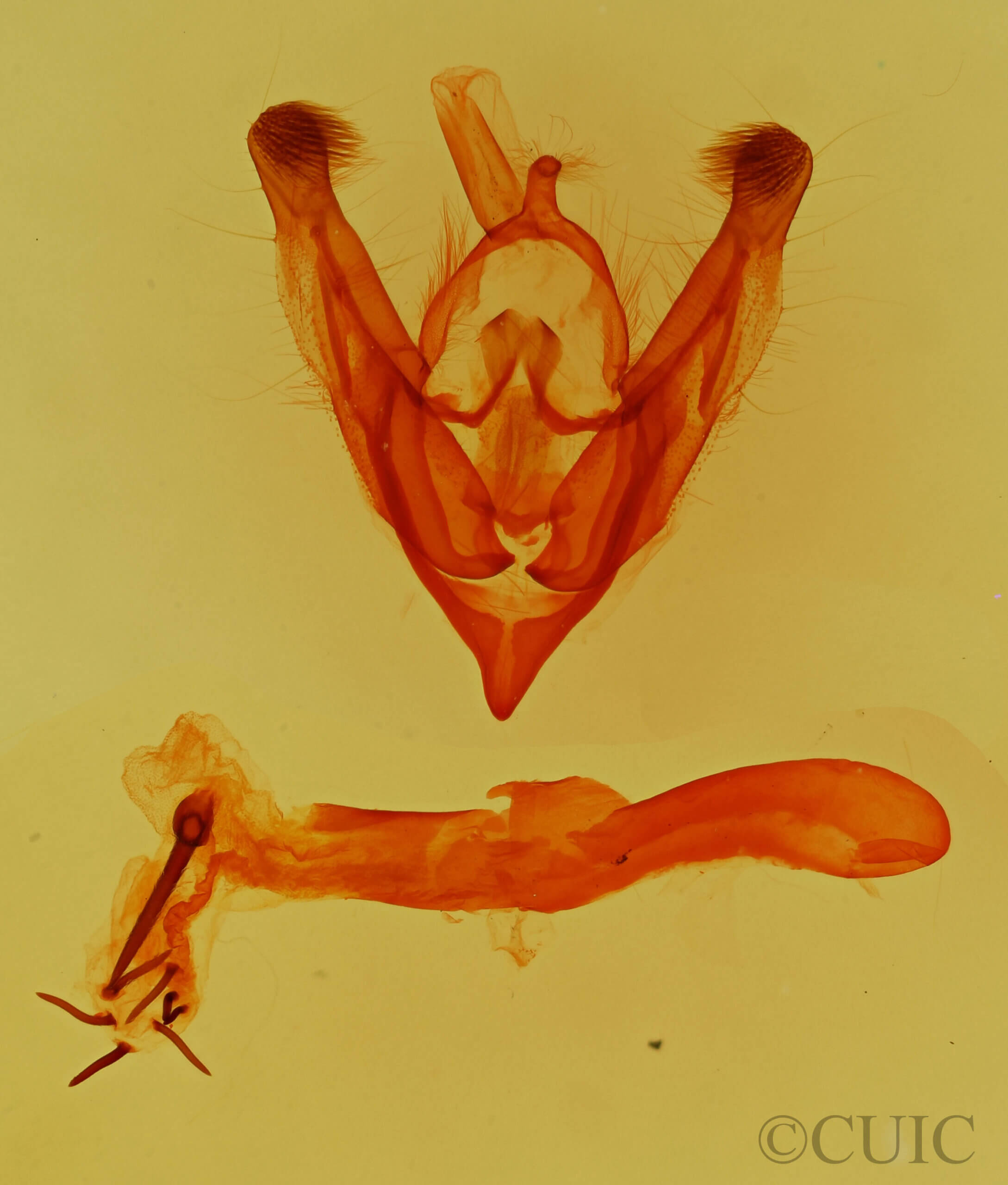 genitalia view of adult Anhimella contrahens conar