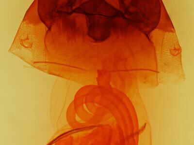 genitalia view of adult Hyppa thula n. sp.