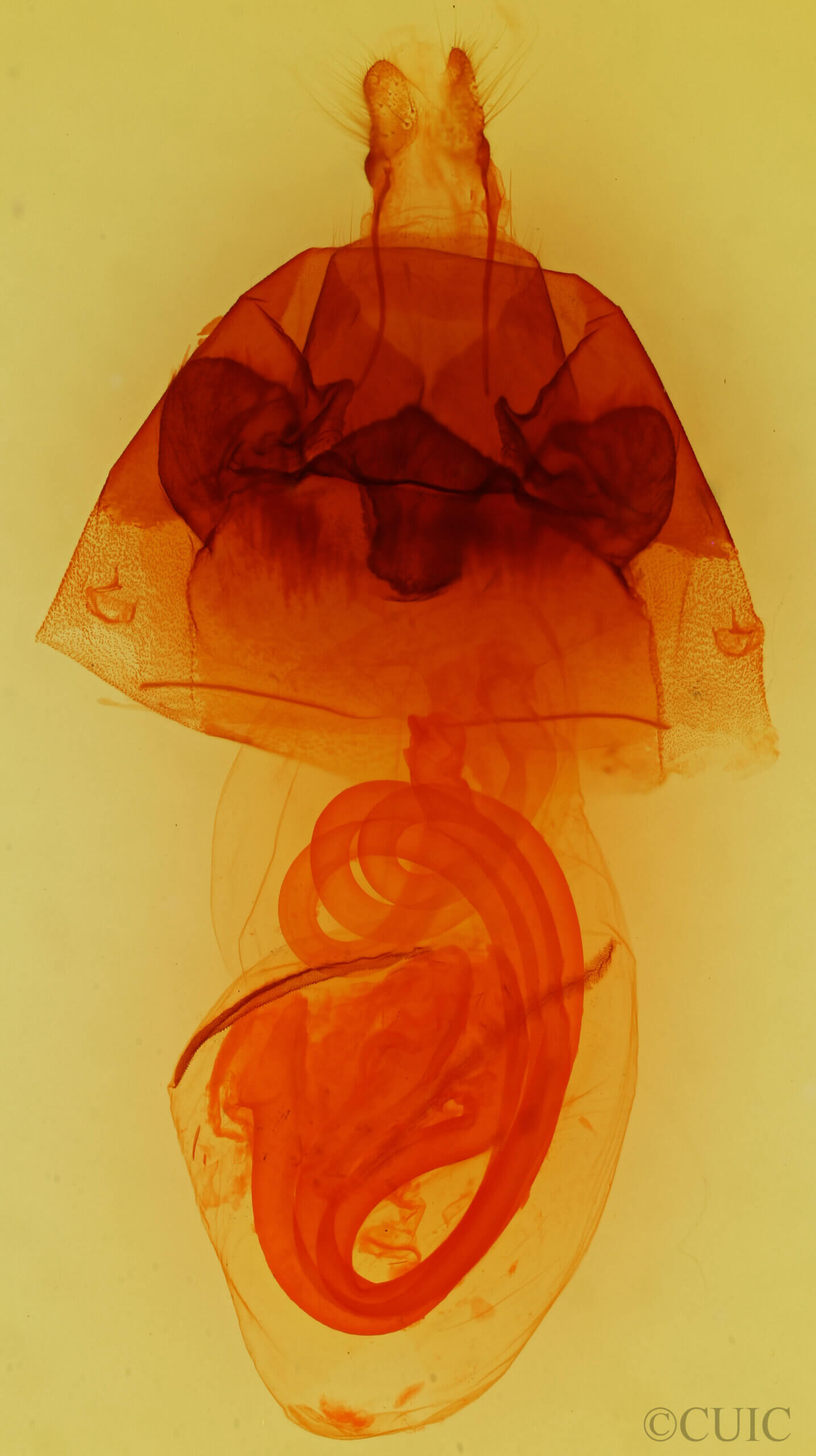 genitalia view of adult Hyppa thula n. sp.