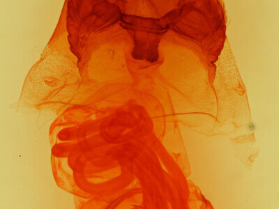 genitalia view of adult Hyppa dysmica n. sp.