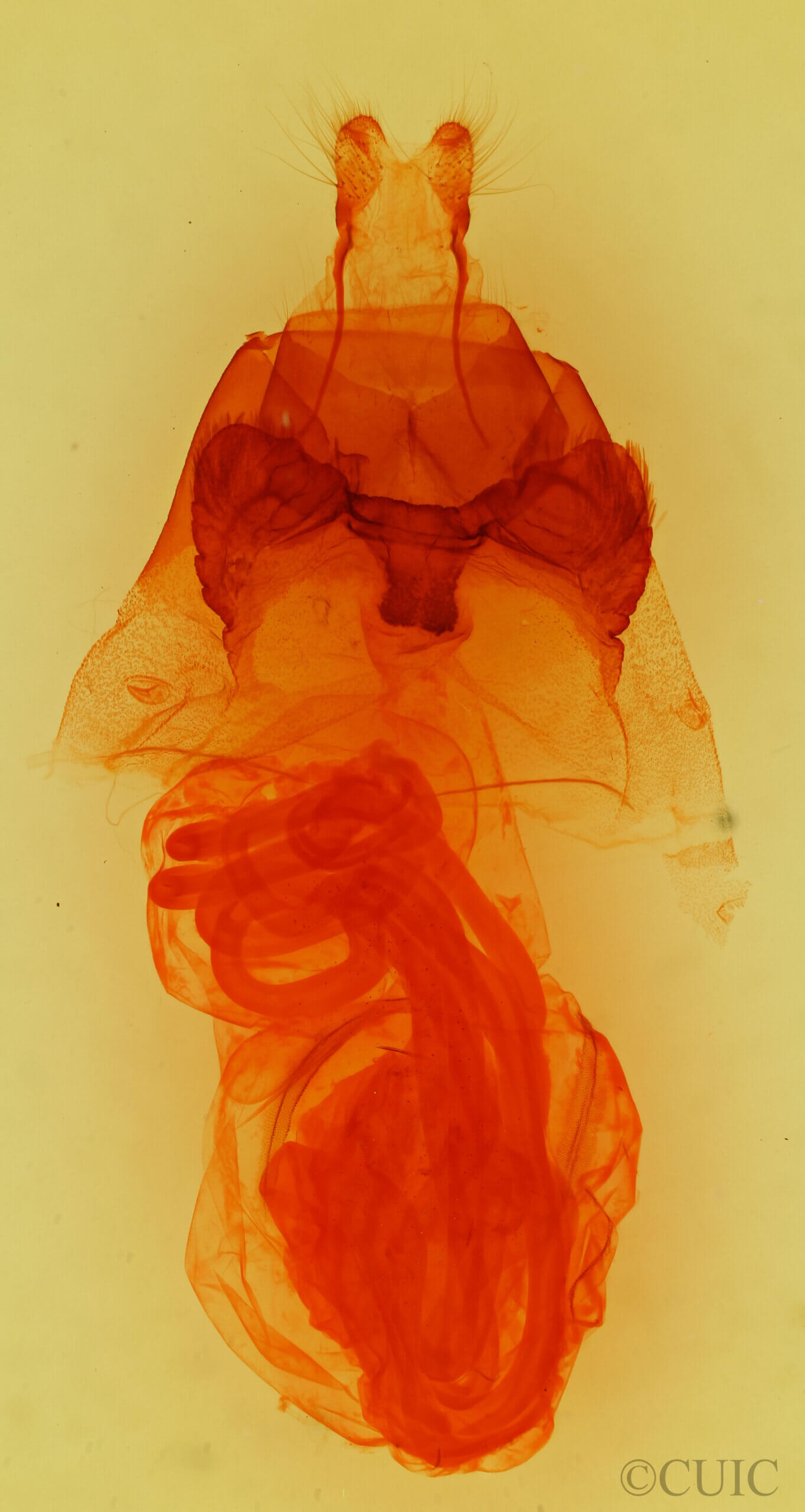 genitalia view of adult Hyppa dysmica n. sp.