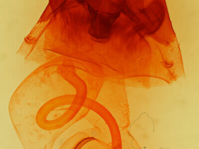 genitalia view of adult Hyppa thula n. sp.