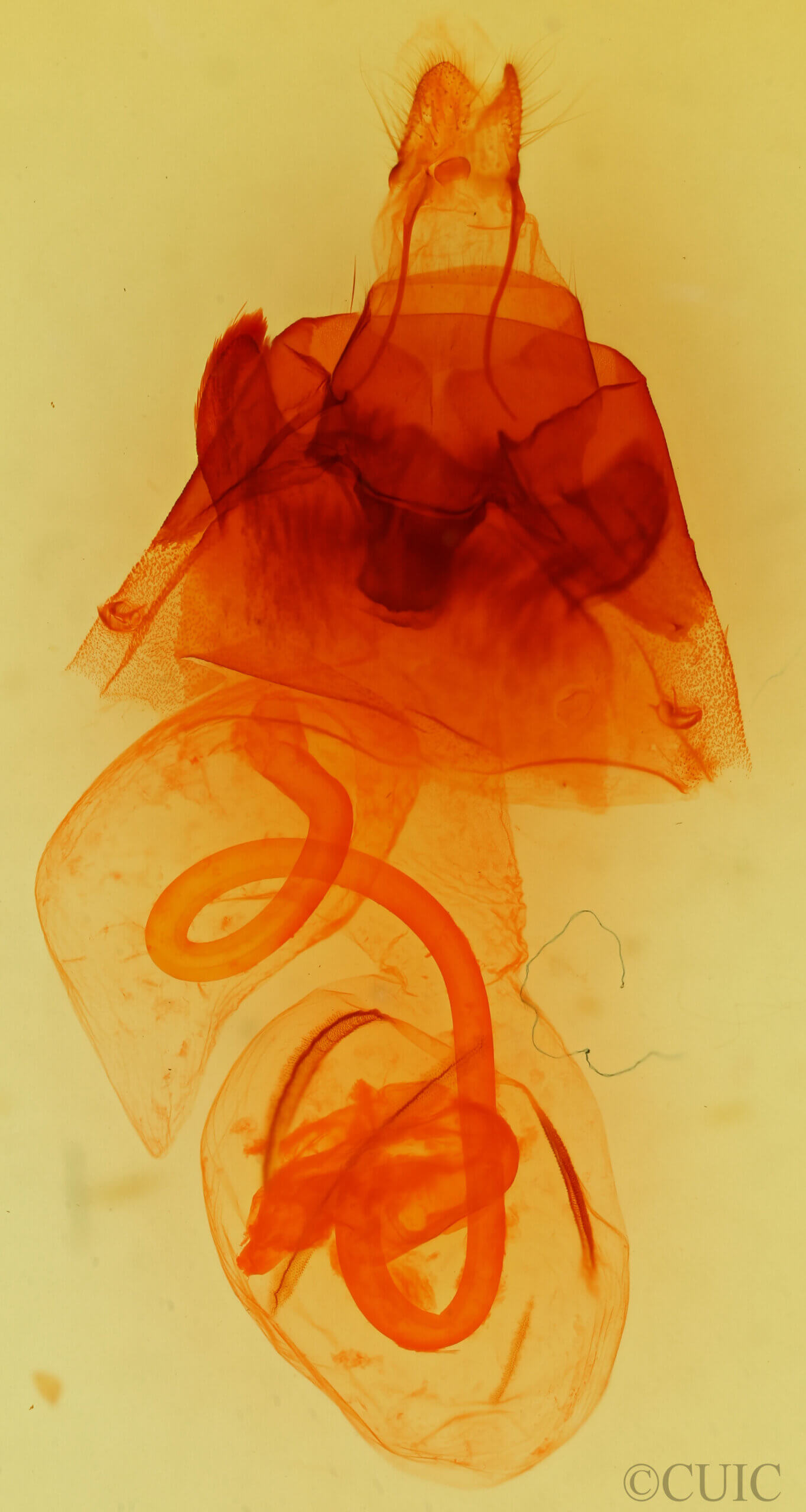 genitalia view of adult Hyppa thula n. sp.