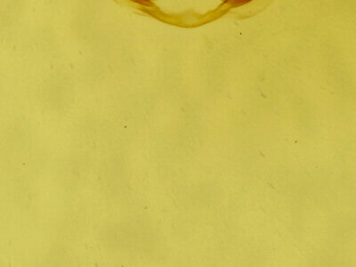 genitalia view of adult Virbia sp.