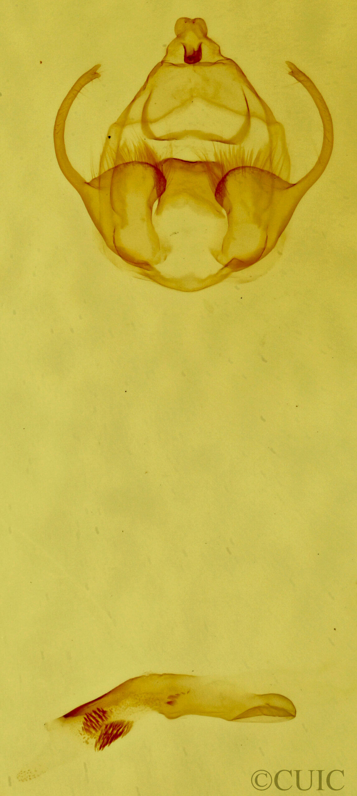 genitalia view of adult Virbia sp.