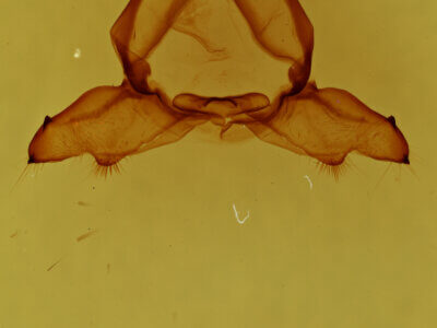 genitalia view of adult Ptilodon hoegei