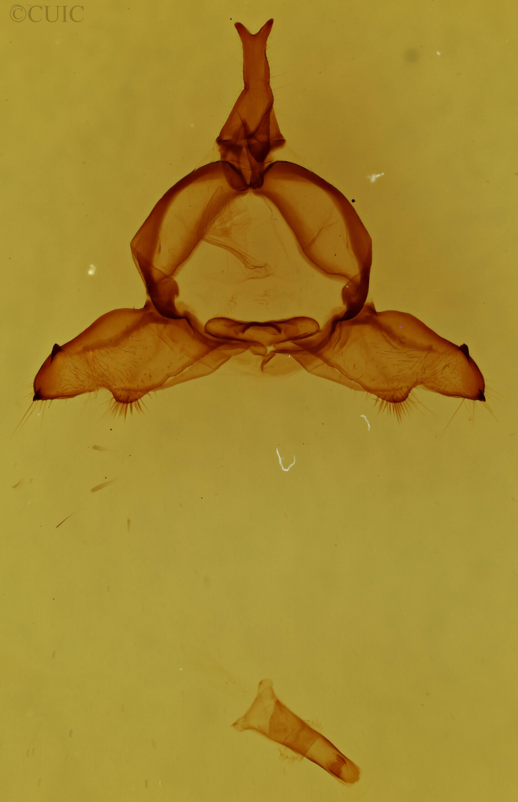 genitalia view of adult Ptilodon hoegei