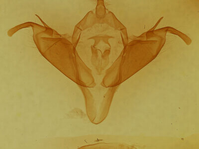 genitalia view of adult Abagrotis sp.